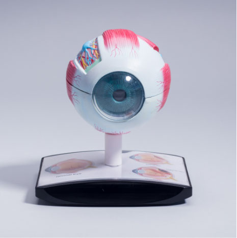 Opthalmology Anatomical Models